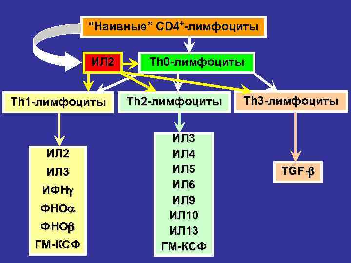 “Наивные” CD 4+-лимфоциты ИЛ 2 Th 1 -лимфоциты ИЛ 2 ИЛ 3 ИФН ФНО