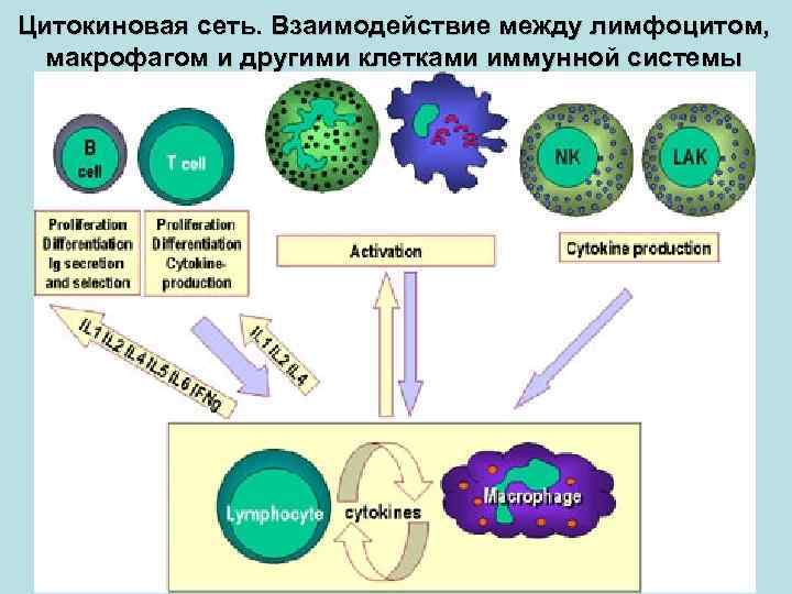 Цитокиновая сеть. Взаимодействие между лимфоцитом, макрофагом и другими клетками иммунной системы 