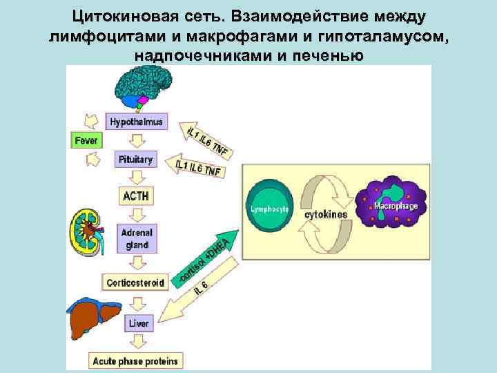 Цитокиновая сеть. Взаимодействие между лимфоцитами и макрофагами и гипоталамусом, надпочечниками и печенью 