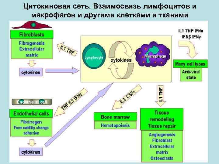 Цитокиновая сеть. Взаимосвязь лимфоцитов и макрофагов и другими клетками и тканями 