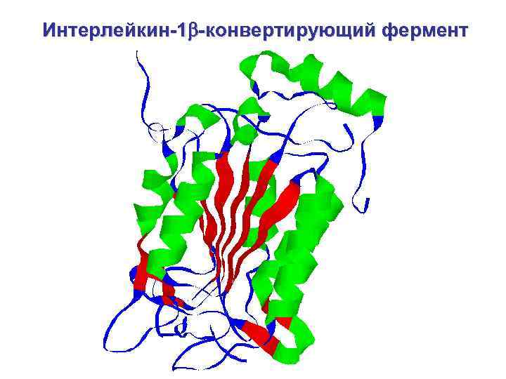 Интерлейкин-1 -конвертирующий фермент 