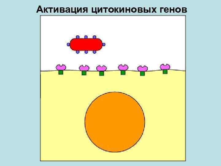 Активация цитокиновых генов 