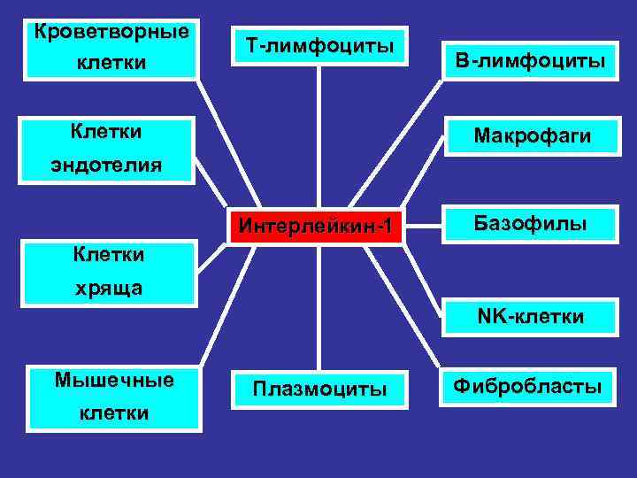 Кроветворные клетки Т-лимфоциты Клетки В-лимфоциты Макрофаги эндотелия Интерлейкин-1 Базофилы Клетки хряща NK-клетки Мышечные клетки