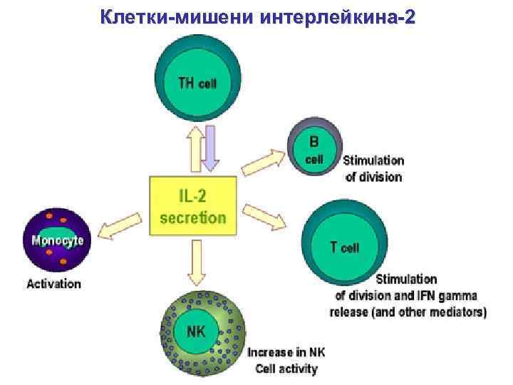 Клетки мишени. Il-2 интерлейкин 2. Интерлейкин 2 иммунология. Интерлейкин 2 клетки мишени. Интерлейкин 1 клетки мишени.