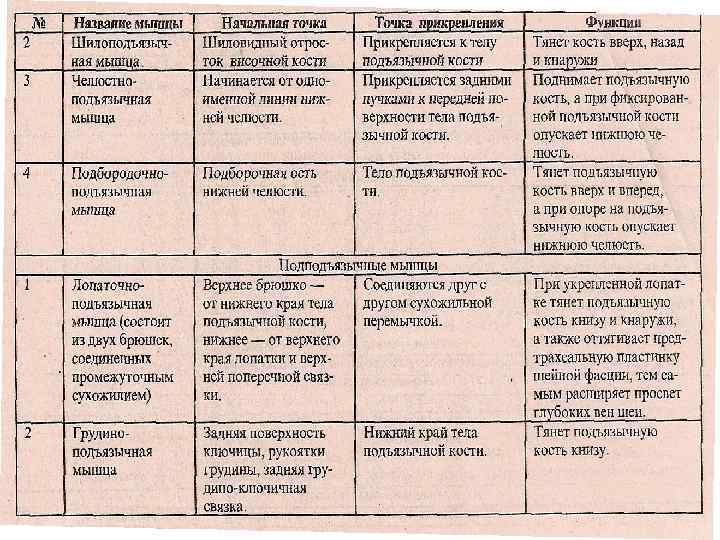Мышцы таза и бедра вид спереди n  1 — большая поясничная мышца; 2