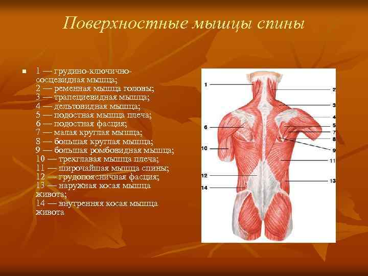   Мышцы голени вид сзади n  1 — подошвенная мышца; 2 —