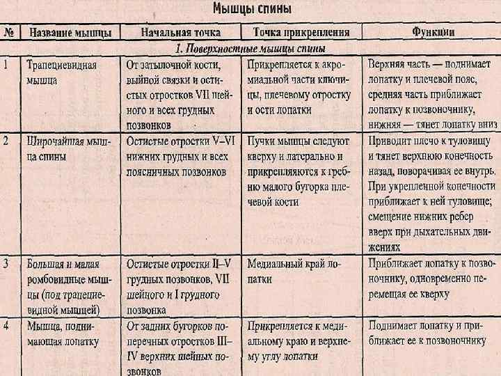 Таблица назад. Мышцы верхней конечности таблица. Мышцы верхней конечности анатомия таблица. Мышцы верхней конечности функции таблица. Мышцы нижней конечности таблица.