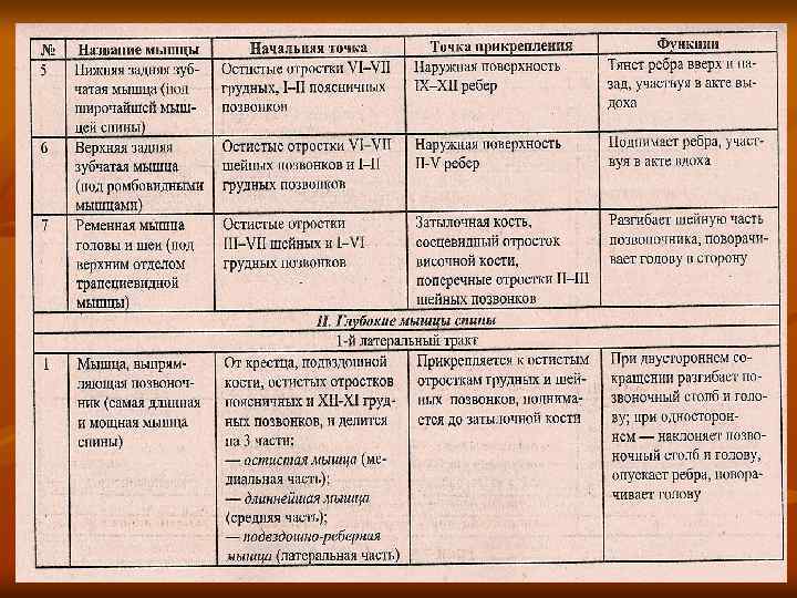 Мышцы плеча и плечевого пояса вид  спереди n  1 — двуглавая мышца