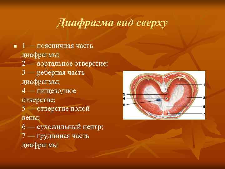   Мышцы плеча и плечевого пояса вид   сзади n  1