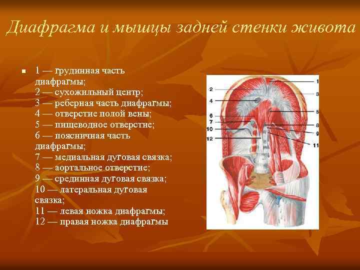  Поверхностные мышцы груди вид   сбоку n  1 — грудино-ключично- сосцевидная