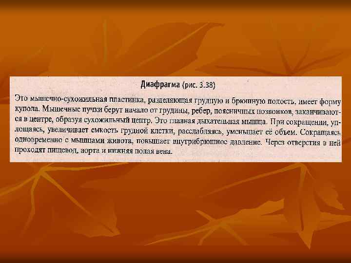   Глубокие мышцы груди и живота вид   сбоку n  1