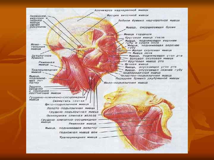   Мимические и жевательные мышцы n  1 — сухожильный шлем; 2 —