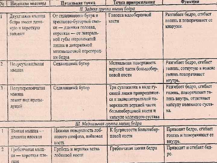 Мышца агонист антагонист синергист