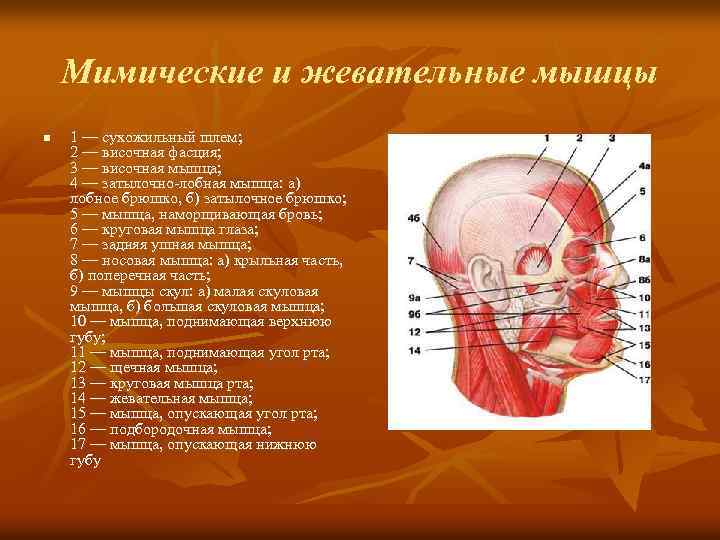 Функции жевательных мышц