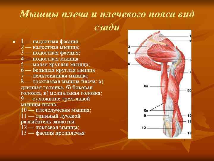 Мышцы плечевого пояса презентация