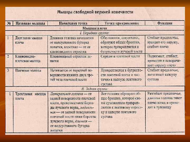 Группы мышц таблица. Мышцы верхней конечности таблица. Мышцы верхних и нижних конечностей таблица. Мышцы верхней конечности анатомия таблица. Мышцы свободной верхней конечности анатомия таблица.