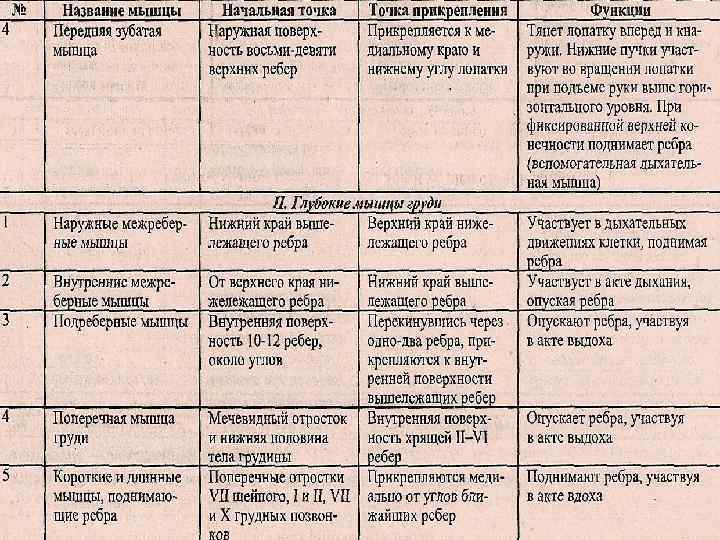 Диафрагма мышцы таблица. Дыхательные мышцы таблица основные. Функции основных мышц человека таблица. Мышцы тела человека таблица. Мышцы участвующие в акте дыхания.