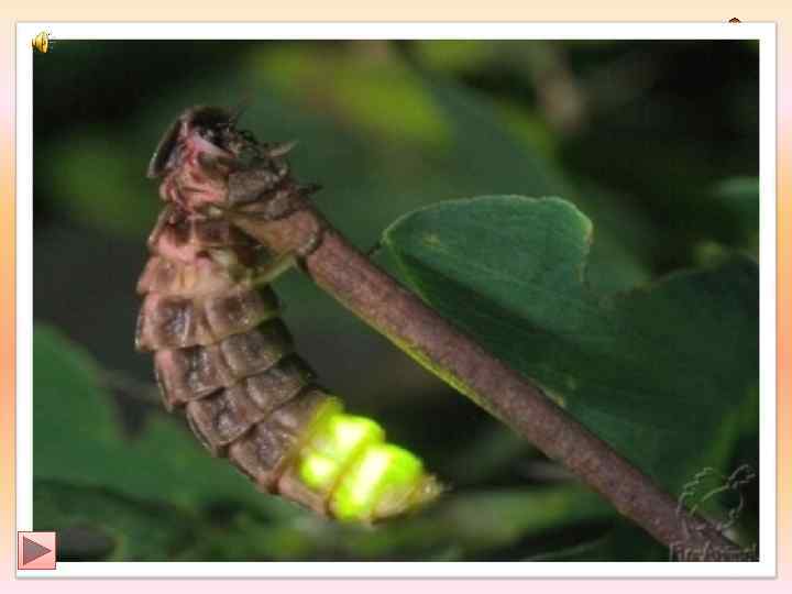    НАЗОВИ ЛИШНЕЕ СЛОВО?   ПОЧЕМУ?     С