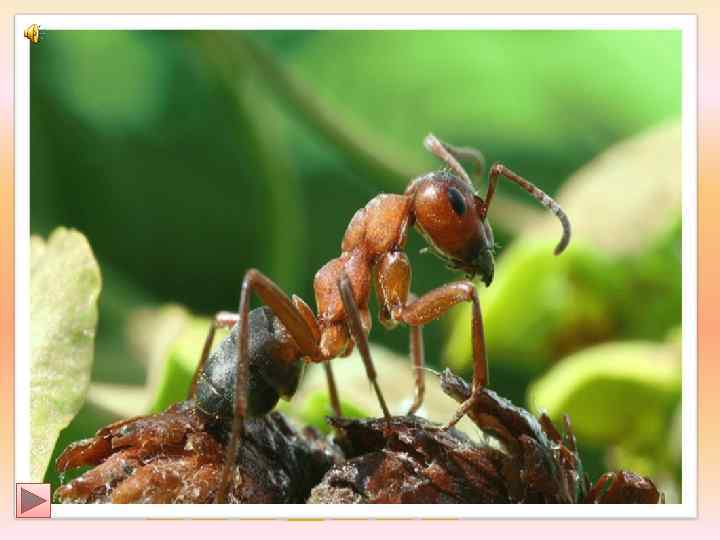   НАЗОВИ ЛИШНЕЕ СЛОВО?    ПОЧЕМУ?     