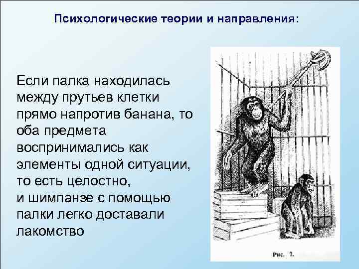  Психологические теории и направления: Если палка находилась между прутьев клетки прямо напротив банана,