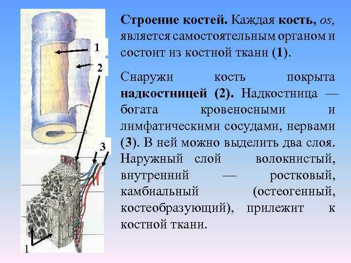 Строение костей. Каждая кость, os, является самостоятельным органом и состоит из костной ткани (1).