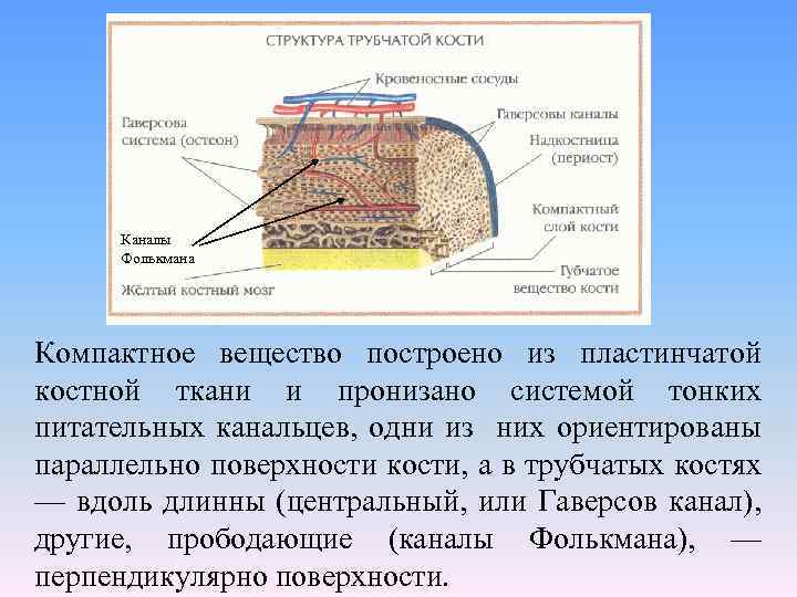 Слои компактной костной ткани в стенке трубчатой кости