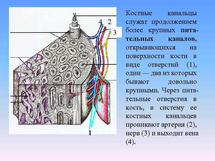 Костная рисунок. Поперечный срез кости костный каналец. Канальцы в костной ткани в поперечной срезе. Строение костной ткани канальцы. Костный каналец на поперечном срезе.