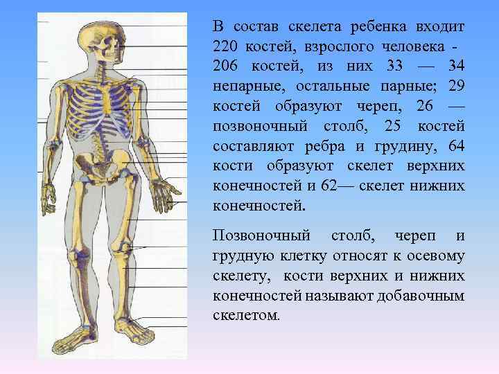 Внутренний скелет состоит из