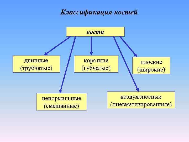 Классификация костей кости длинные (трубчатые) короткие (губчатые) ненормальные (смешанные) плоские (широкие) воздухоносные (пневматизированные) 