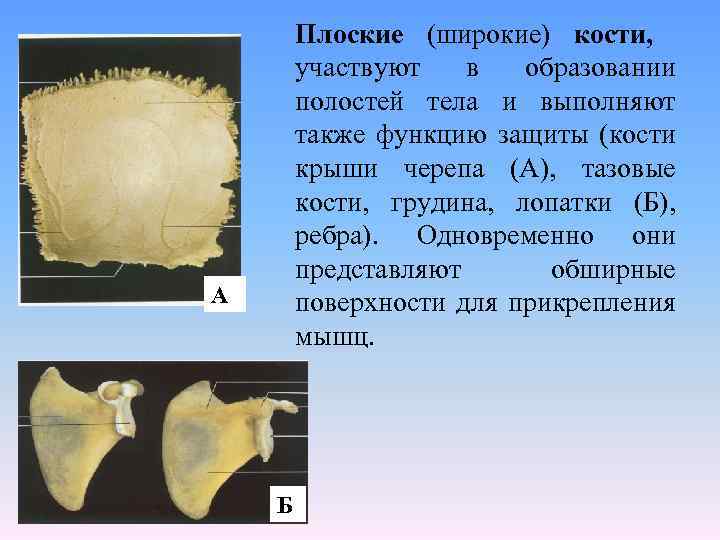 Плоские кости это