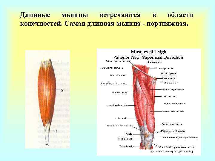 Где встречается мышечная