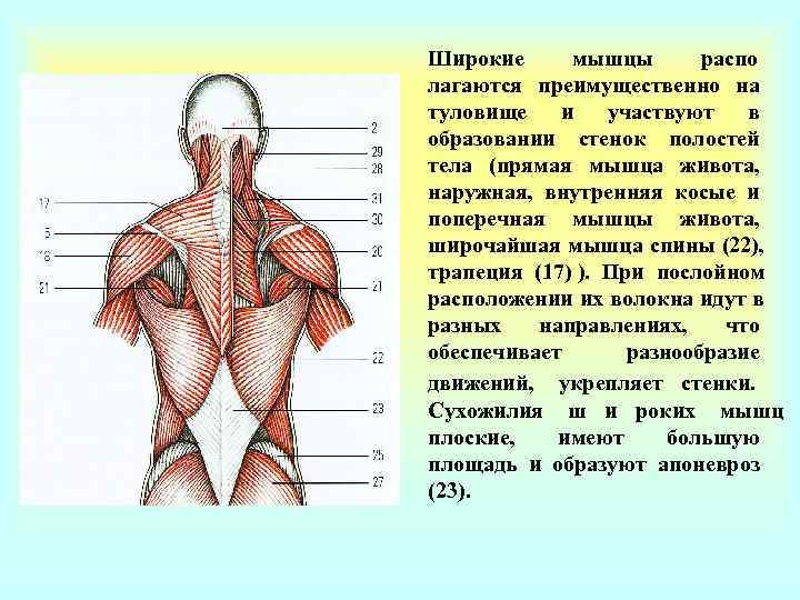 Миология в схемах и таблицах