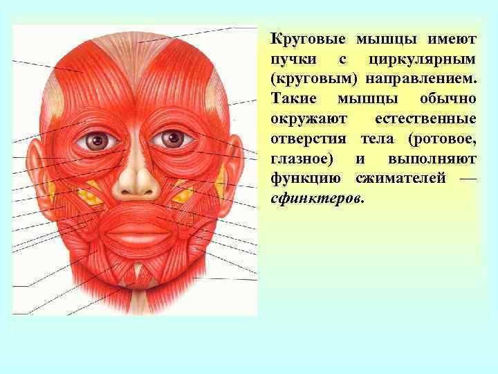 Круговые мышцы. Круговая мышца лица. Круговые мышцы расположены. Круговая мышца расположение.