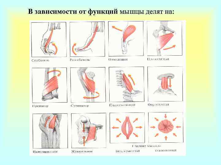 Миология в схемах и таблицах