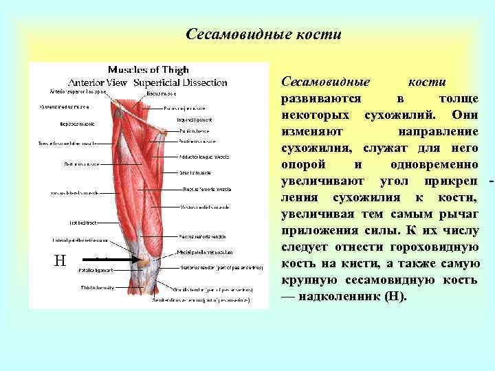 Сесамовидные кости