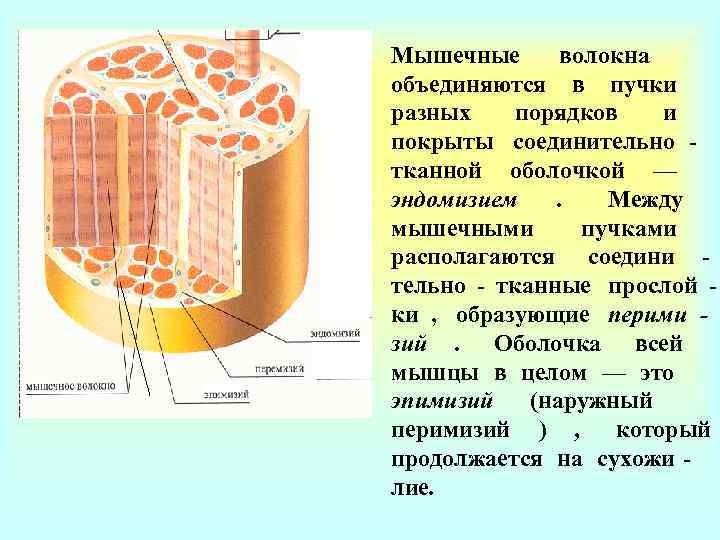 Пучки мышц