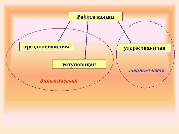 Виды работы режимы работы мышц