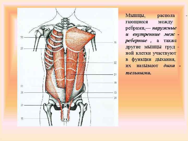 Что находится между