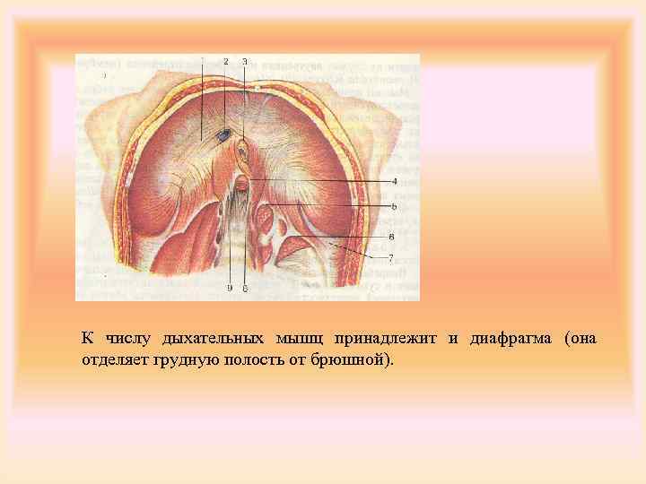 Какой буквой на рисунке обозначена дыхательная мышца диафрагма