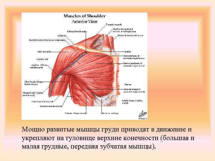 Мышцы передней грудной стенки