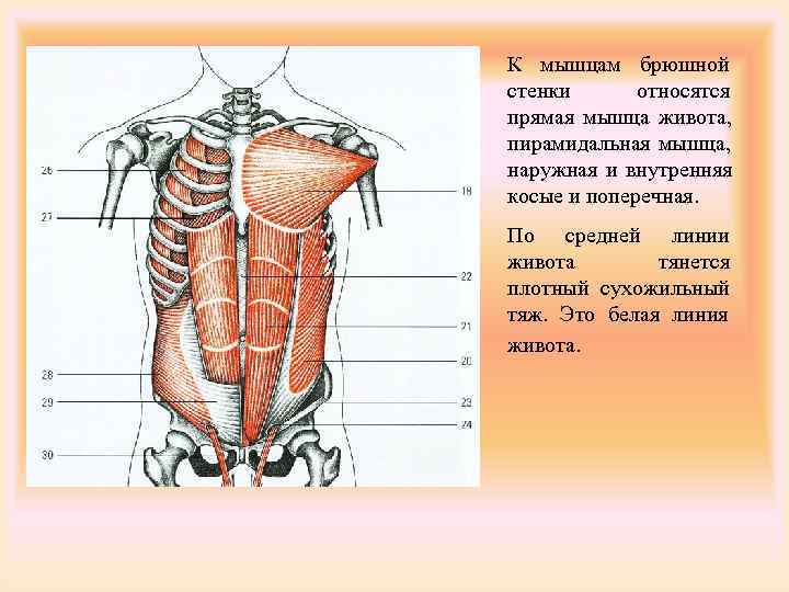 Пирамидная мышца живота анатомия