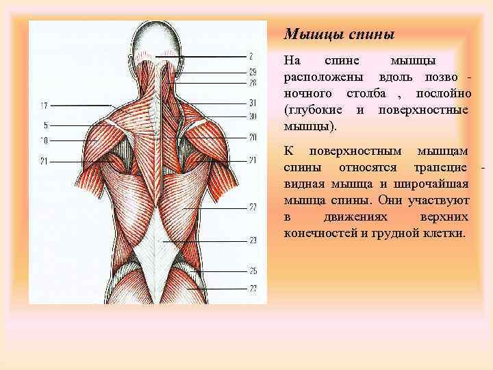 Поверхностные мышцы спины