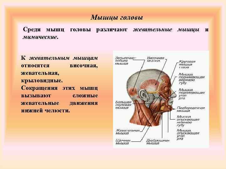 Какие мышцы относятся к мышцам. Жевательные мышцы головы. . Среди мышц головы различают. К мышцам головы относят. К мимическим мышцам головы относится … Мышца..