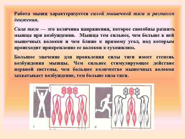 Направление мышц. Сила тяги мышц. Направление сил тяги мышц. Силы мышц чем характеризуется. Максимальная сила тяги мышцы.