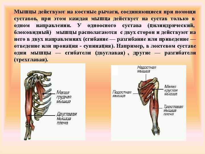 Мышцы и суставы