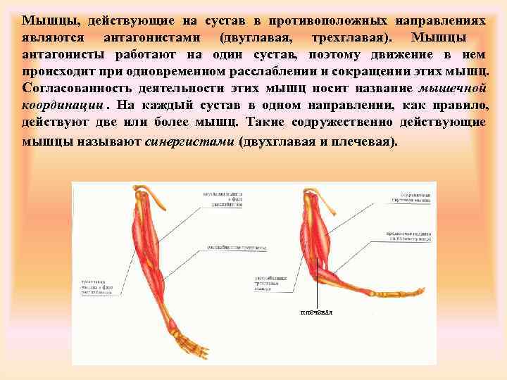 Работа мышц антагонисты