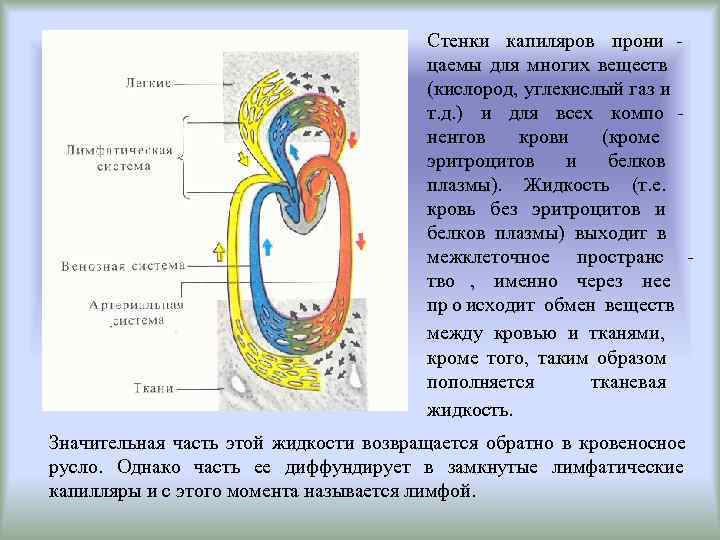     Стенки капиляров прони -    цаемы для многих