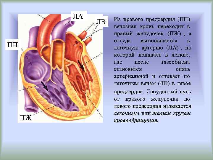    ЛА  Из правого предсердия (ПП)    ЛВ 