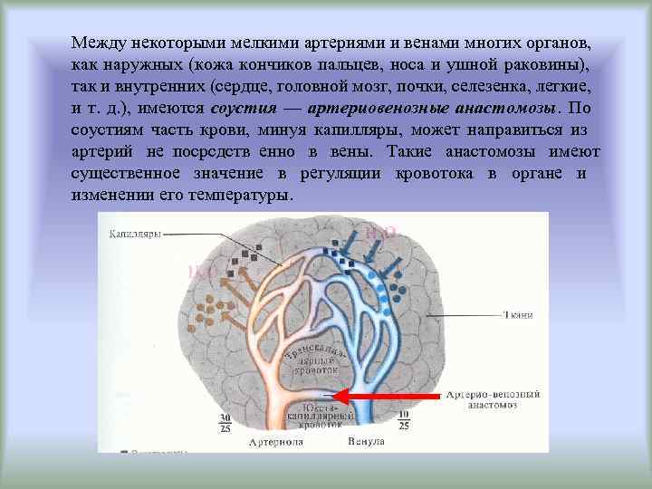 Между некоторыми мелкими артериями и венами многих органов, как наружных (кожа кончиков пальцев, носа