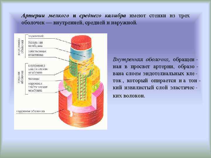 Внутренняя оболочка. Строение артерии среднего калибра. Сосуды среднего и мелкого калибра. Строение стенки артерии и вены среднего калибра. Строения кровеносных сосудов (среднего калибра) схема.